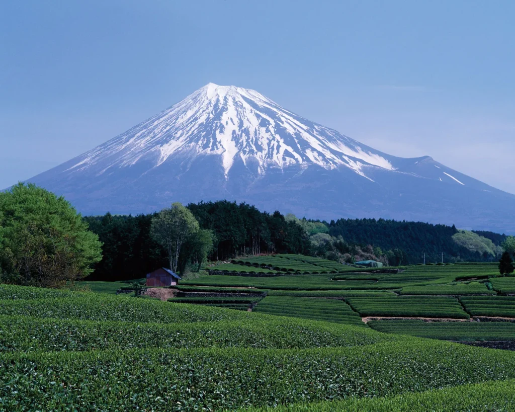 Mt. Fuji & Lake Kawaguchi